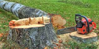 Best Tree Maintenance Programs  in Wales, WI