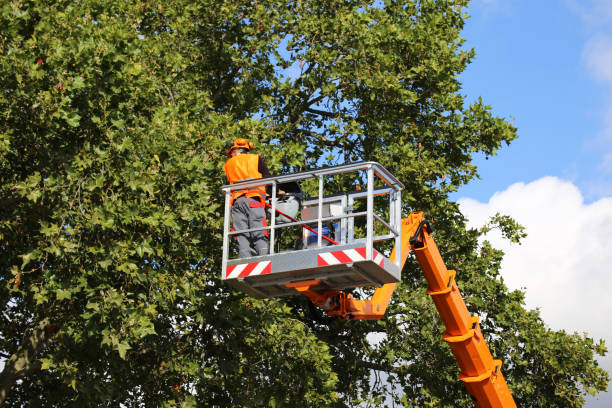 Best Tree Health Inspection  in Wales, WI