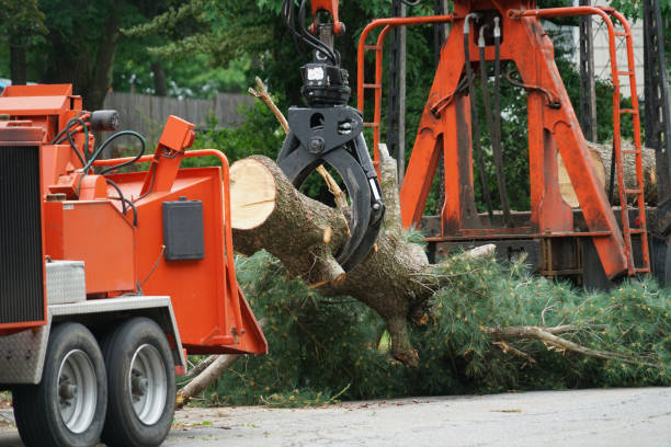 Best Lot and Land Clearing  in Wales, WI